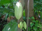 cacao pods