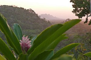 Belcampo Sunset and Flower