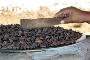Roasting Cacao Beans