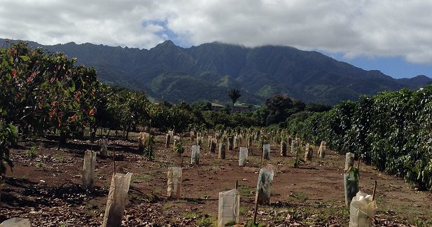 Cacao seedlings growing on Oahu are wrapped in plastic to protect the seedlings from the Chinese Rose Beetle.