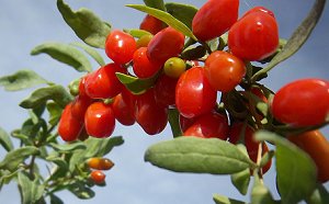 Goji Berries