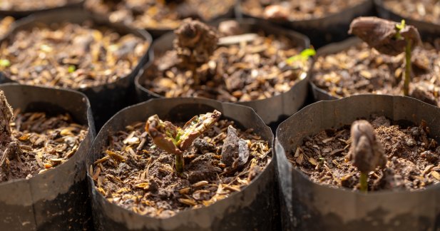 Cacao trees growing in farm